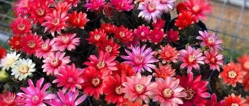 最适合懒人养的5种花，省心又好养，偶尔浇浇水就能活，你家养了吗？