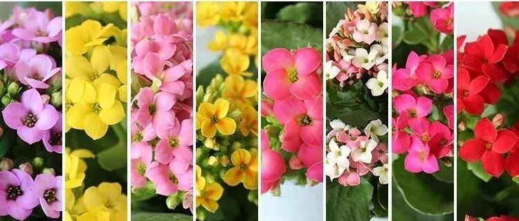 9月长寿花做好这几点，两个月后开的又大又多又艳丽！