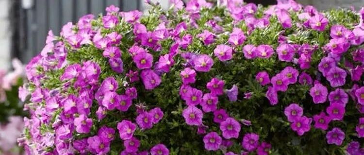 这四种花现在狠心剪一刀，下月就能开满花，花量大到惊人，漂亮极了！