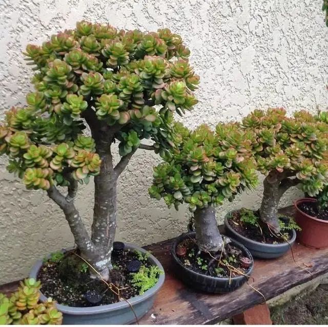 这6种花寓意喜庆,好看又好养,越养越值钱,老了都是“传家宝”!-微信头条网 这6种花寓意喜庆,好看又好养,越养越值钱,老了都是“传家宝”!