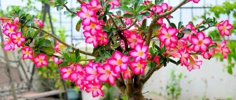 适合懒人、新手养的六种花，好看又好养！