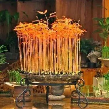 吃完的水果籽别扔掉，丢进花盆里，10天长成绿色小盆栽