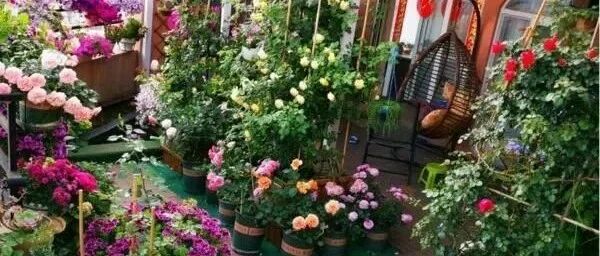 养花成“痴”是什么表现？这10条里面，占4条就是老花友