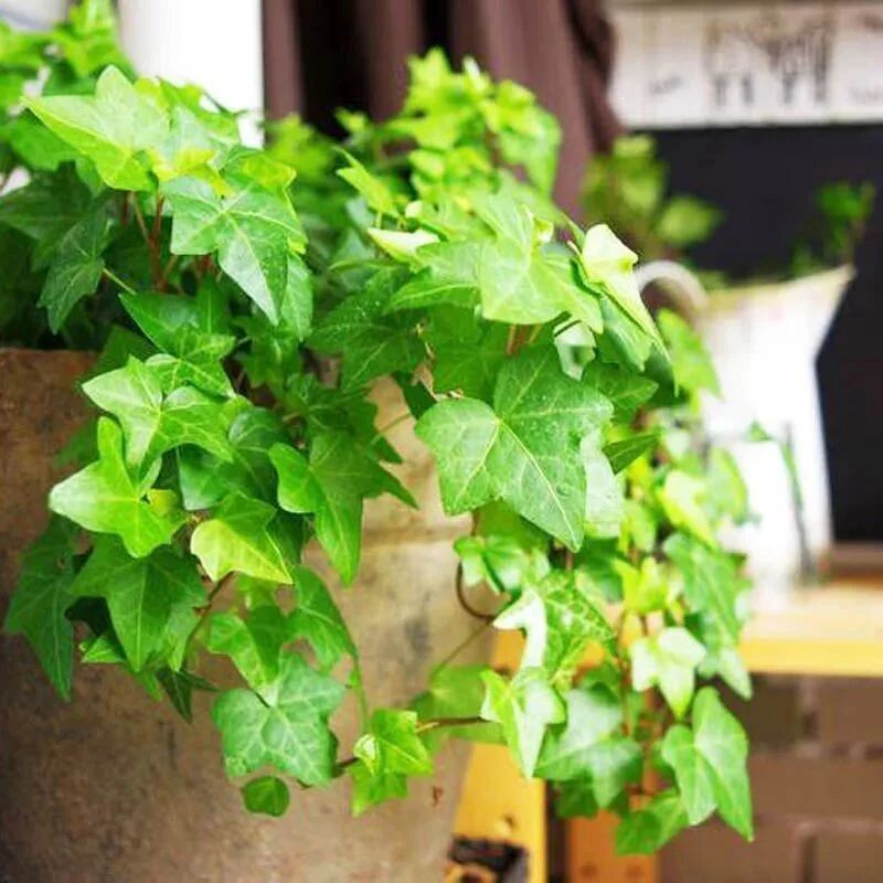 10种公认好养的耐阴花，家里光照不好也能养的很好!