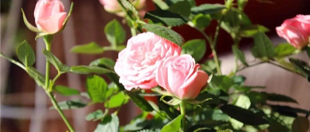 这几种花好看却不好养，新手千万别买！