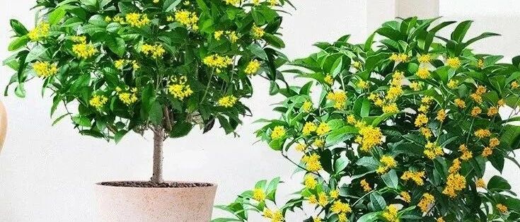 5种“香水花”，漂亮又好养，家里养一盆，清香典雅，比喷了香水还好闻！