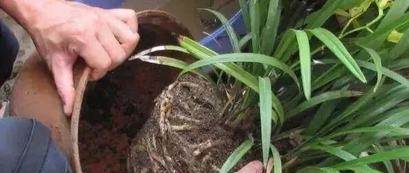 冬天养花一定要“管住手”，越勤快反而死得越快！