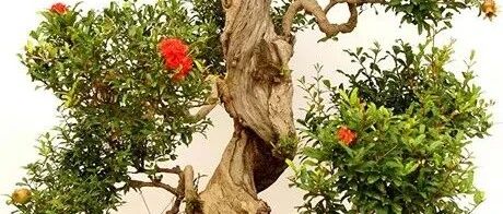 新年在家种棵“招财树” 镇宅又旺运 越养越值钱