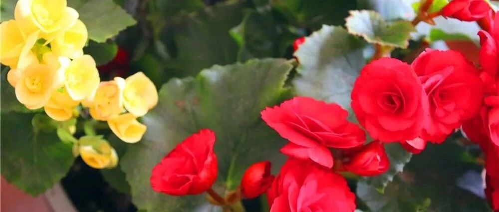 这些花别再买了，土里插一片叶子就能长一盆