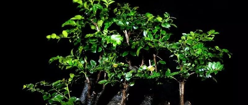 家里盆栽8种“旺宅树”，安宅旺运，招财纳福，有钱人都爱养