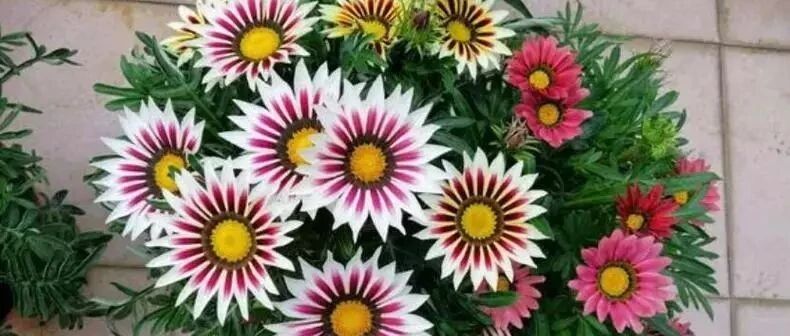 这些花沾土就能活！春天赶快种起来，爆起盆来拦都拦不住！