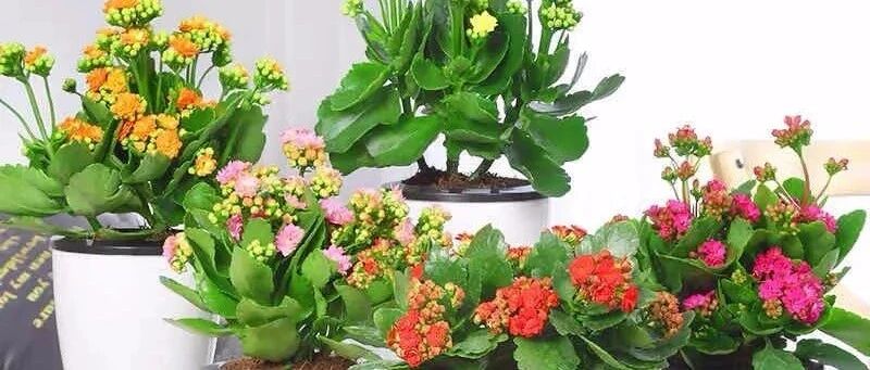 大家公认最好养的十六种花，养一盆旺一盆，你家养了几种呢？