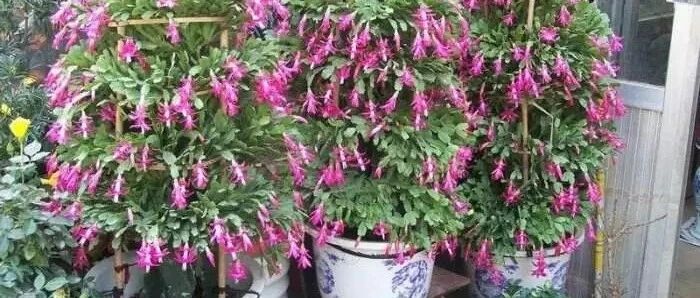 干货！蟹爪兰全年花开不断的秘诀全在这了，赶紧收藏