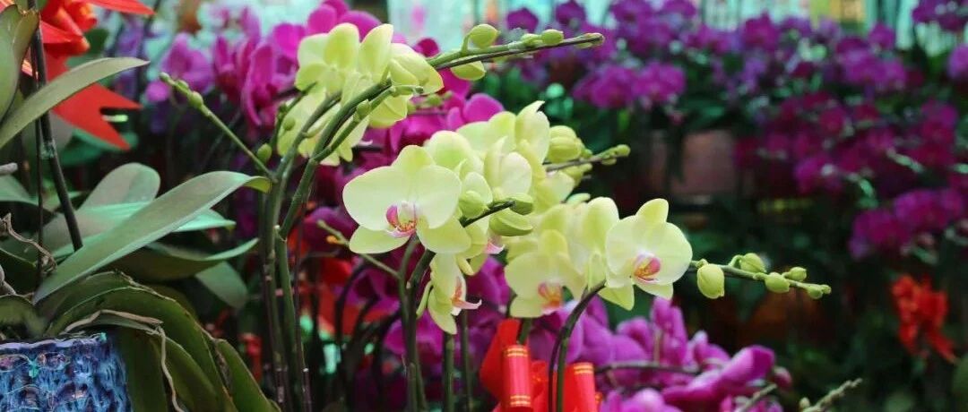 快过年了，6种“招财树”不能少，家里养几棵，旺宅又旺运，招福又招财！