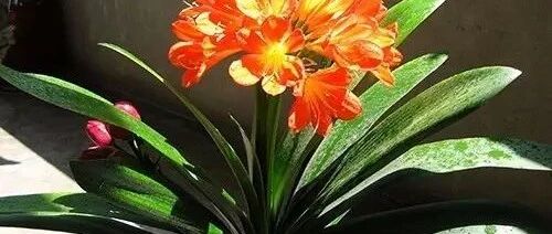 没想到家里养的植物竟然有这么多好处，赶养上几盆吧！