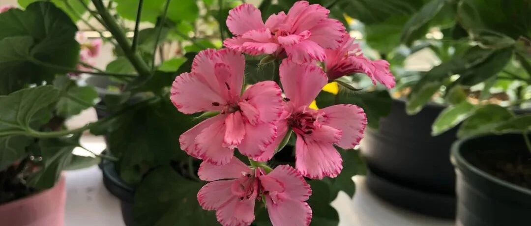 封闭阳台就养这几种花，一年四季都有花看!