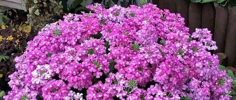 八月养花就选这5种，个个都是高颜值，家里养一盆，花美色艳，漂亮极了！