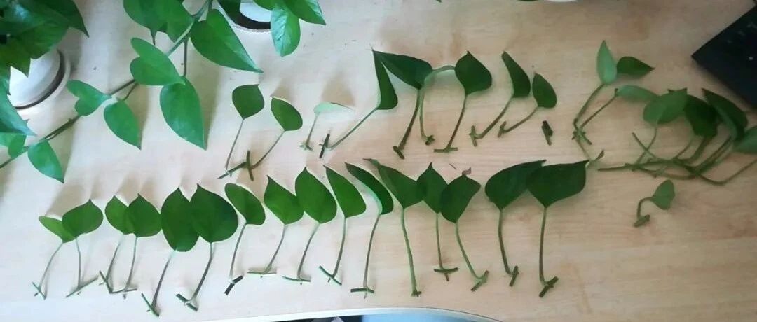 春天养绿萝，学会“3种”扦插方法，一盆变10盆！