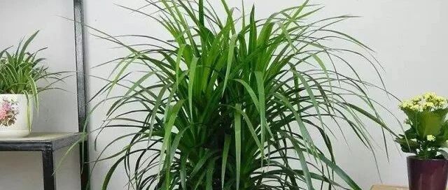 客厅养这些植物添福又旺家！