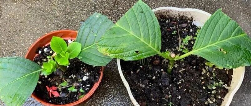 春季这个扦插繁殖的大好时机，千万别浪费！这几种植物赶快扦插！