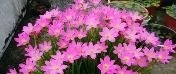 这5种花就爱“喝”雨水，赶快搬出去淋雨！