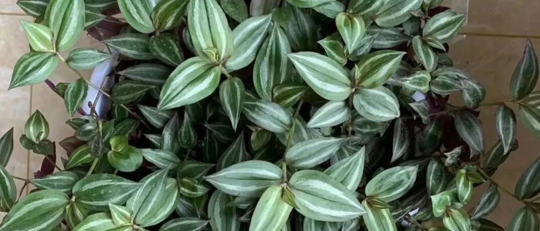 最适合新手养的植物，比绿萝好看又好养，一盆一年能繁殖50盆，多到家里放不下！