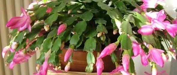 现在养蟹爪兰，千万别做“3件傻事”，否则花苞掉光光！