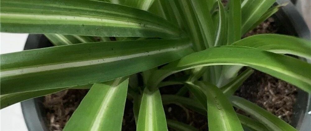 几个小技巧，养花烂根情况再也不会出现了！