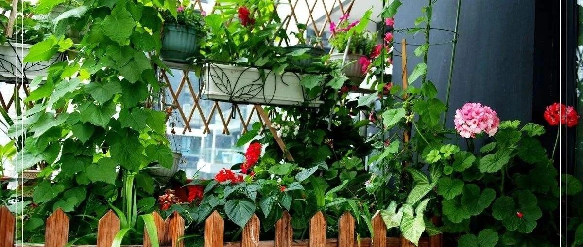 秋冬时节，去捡些松树皮吧，养花有奇效！