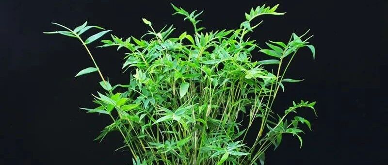 家里养这5种“竹”，青翠欲滴，镇宅吉祥，日子节节攀高！