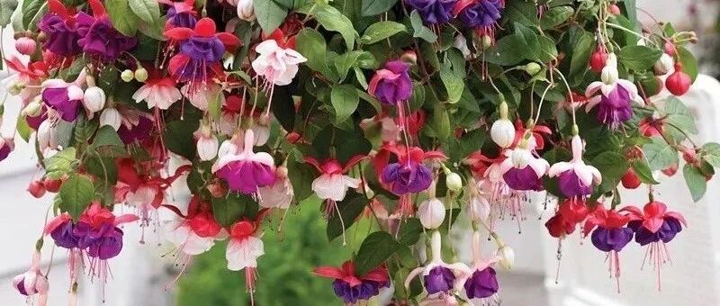 家里养几盆“垂吊植物”，赏叶又赏花，美到爆！