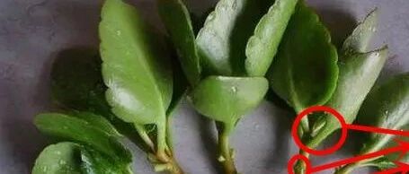 秋冬季节最适合扦插的3种花，成活率超高，抓紧时间别错过了！