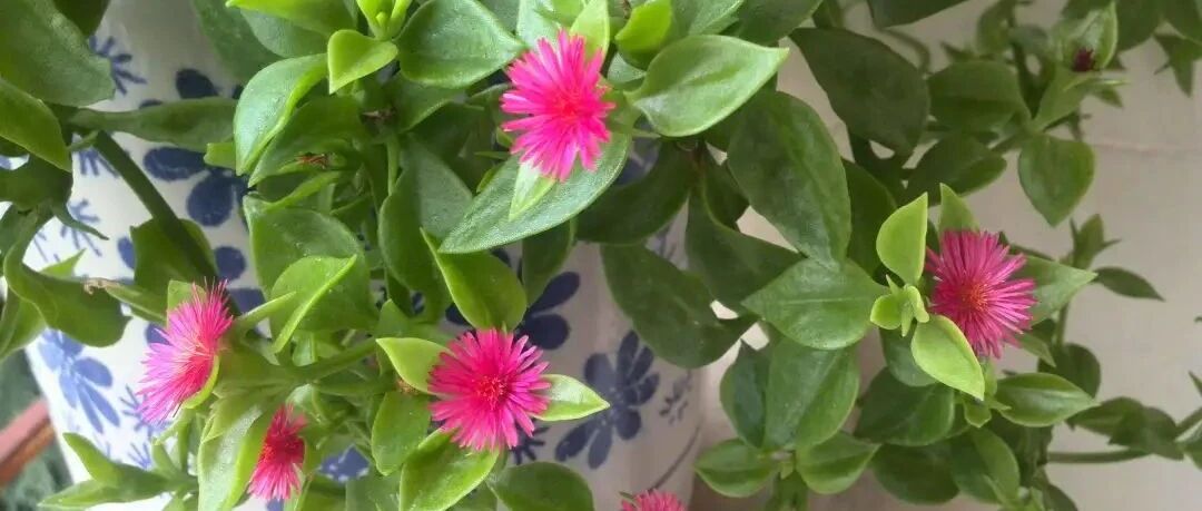 这些花不用买，春天随便剪个枝，就能长出一大盆