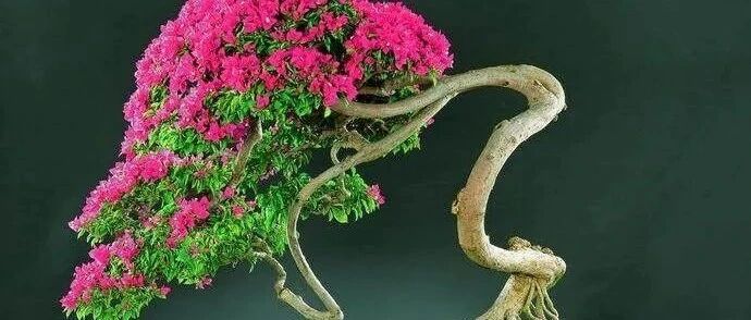 家里养这六种花，多修剪、少浇水，养成高价盆景人人夸！