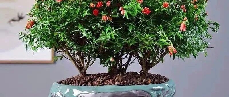 快过年了，6种“招财树”不能少，家里养几棵，旺宅又旺运，招福又招财！