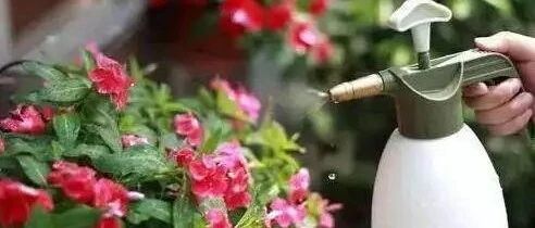 过年前，给家里的花草“洗洗澡”，喷这“5种水”，叶子油亮不发黄
