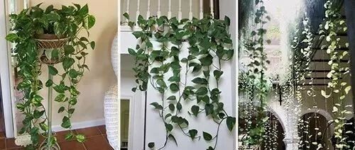 绿萝这样养，美到天际！
