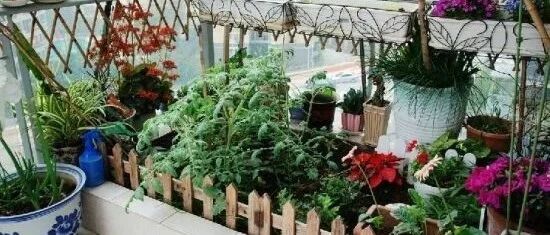 低于10度，这10种花赶紧断水 一瓢水就能要了命