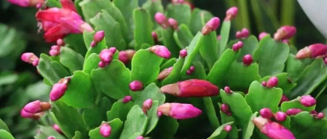 蟹爪兰盆里放勺它，满头是花苞，叶片直立如铁，开花100朵