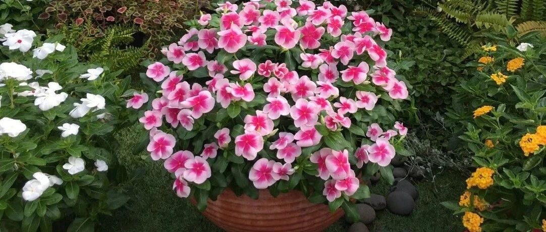 6种“省心花”，不招虫、生病少，漂亮又好养，新手也能安心入手！