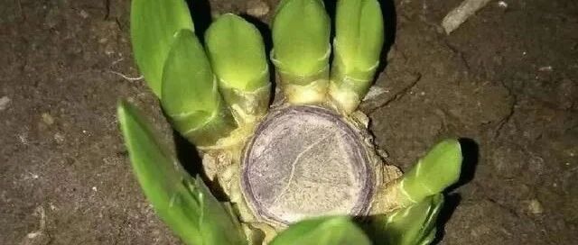 春天给君子兰的老根来一刀，憋出9个小苗，当年就爆盆