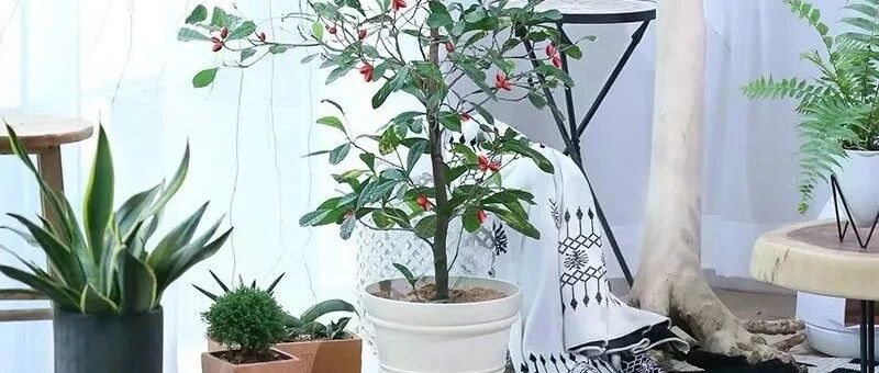 客厅养花这五种一定要选，寓意好还能吸废气，护宅旺财人人爱，好看又好养！