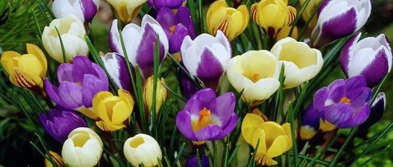 10款球根花卉植物，正是栽培好时节，好养好看好控花期