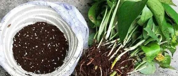 春天来了，手把手教你给家里的花草换盆