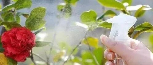 过年前，给家里的花草“洗洗澡”，喷这“5种水”，叶子油亮不发黄
