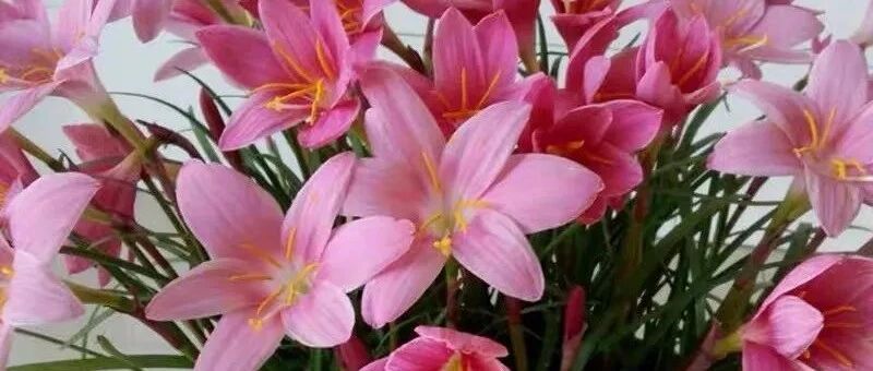 懒人养花就选这八种，花期长，好看又好养！