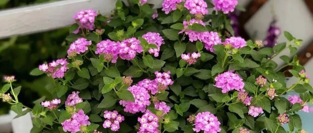 这八种植物比仙人掌还耐旱，半个月不浇水都没事！