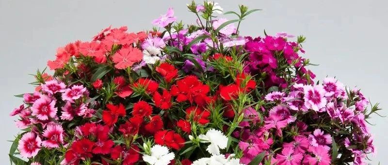 这5种花太好养，沾土就活，养一次就上瘾！