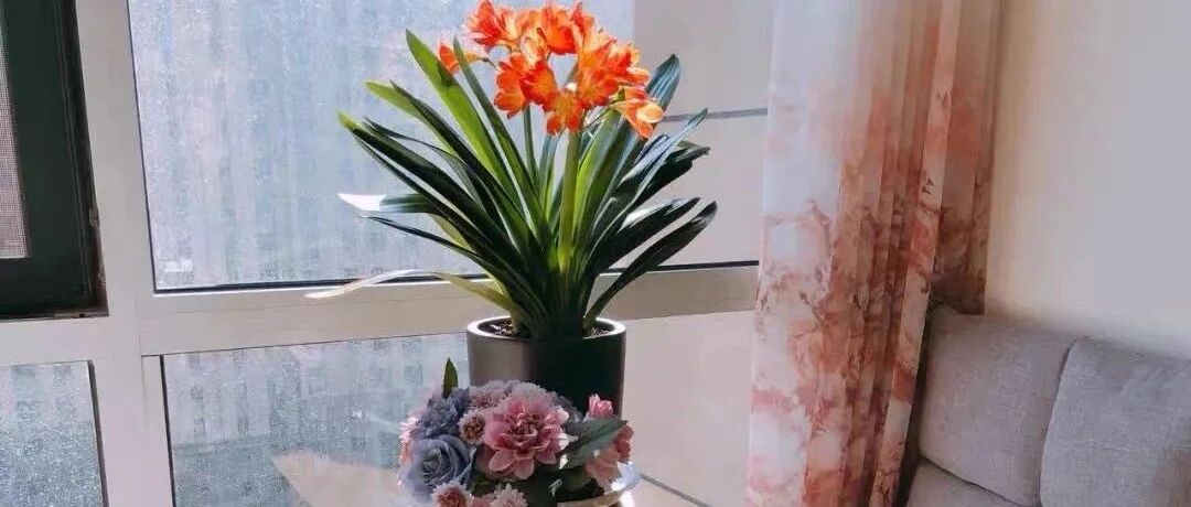 送你5种“幸运花”，个个都有好兆头，愿一切美好都向你奔来！