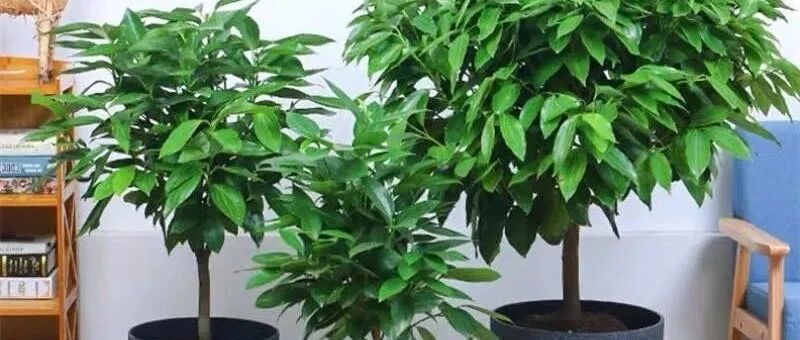 在家养棵“健康树”，杀菌吸尘、去异味，空气清新身体棒！